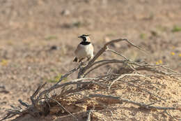 Eremophila bilopha (Temminck 1823) resmi