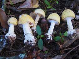 Image of gemmed Amanita