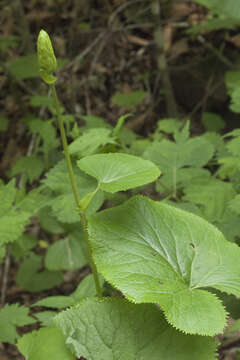 Image of Ligularia fischeri (Ledeb.) Turcz.