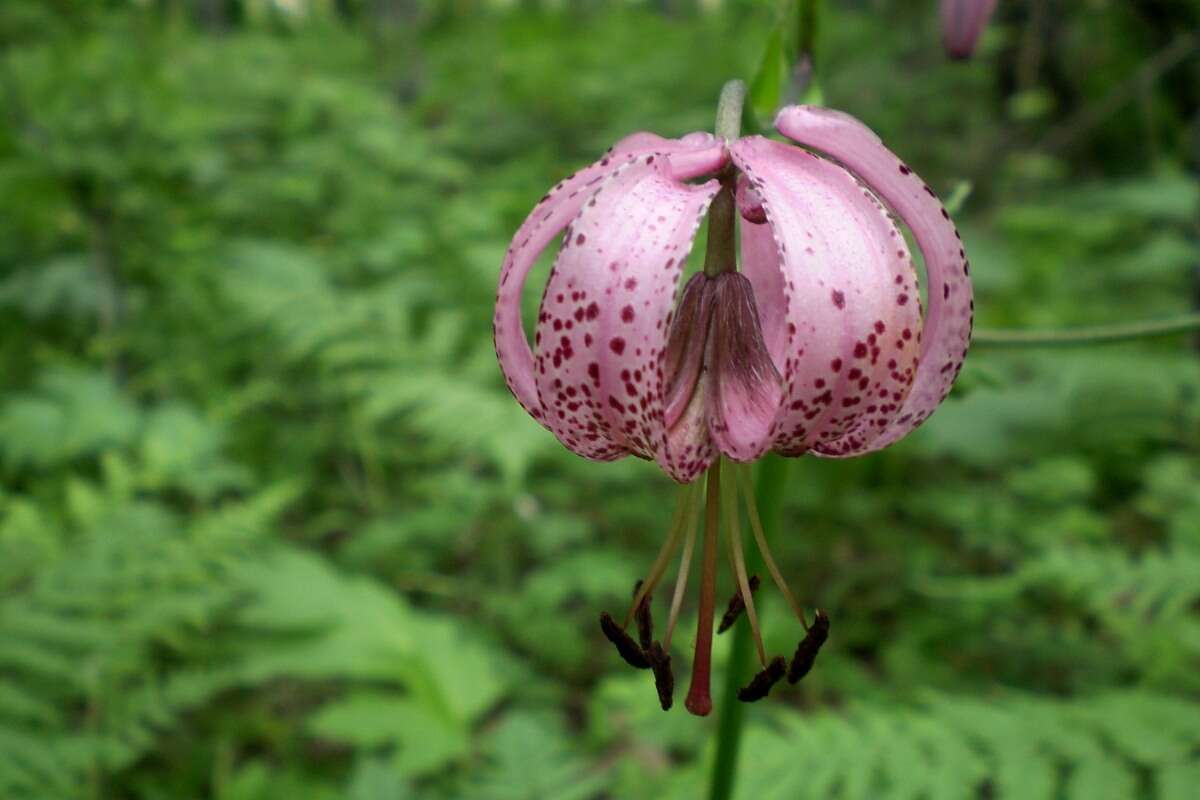 Image of Lilium martagon var. pilosiusculum Freyn