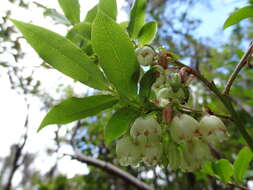 Sivun Vaccinium padifolium J. E. Sm. kuva