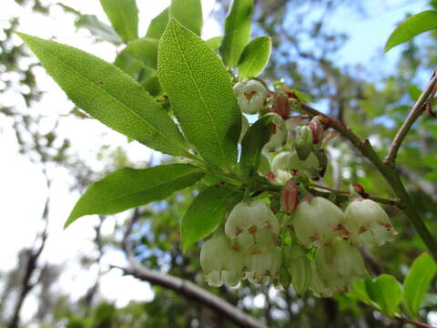 Image of Vaccinium padifolium J. E. Sm.