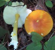 Image of Amanita flavoconia G. F. Atk. 1902