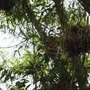 Image of Orange-crowned Euphonia