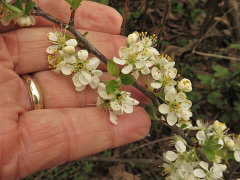 Imagem de Prunus gracilis Engelm. & Gray