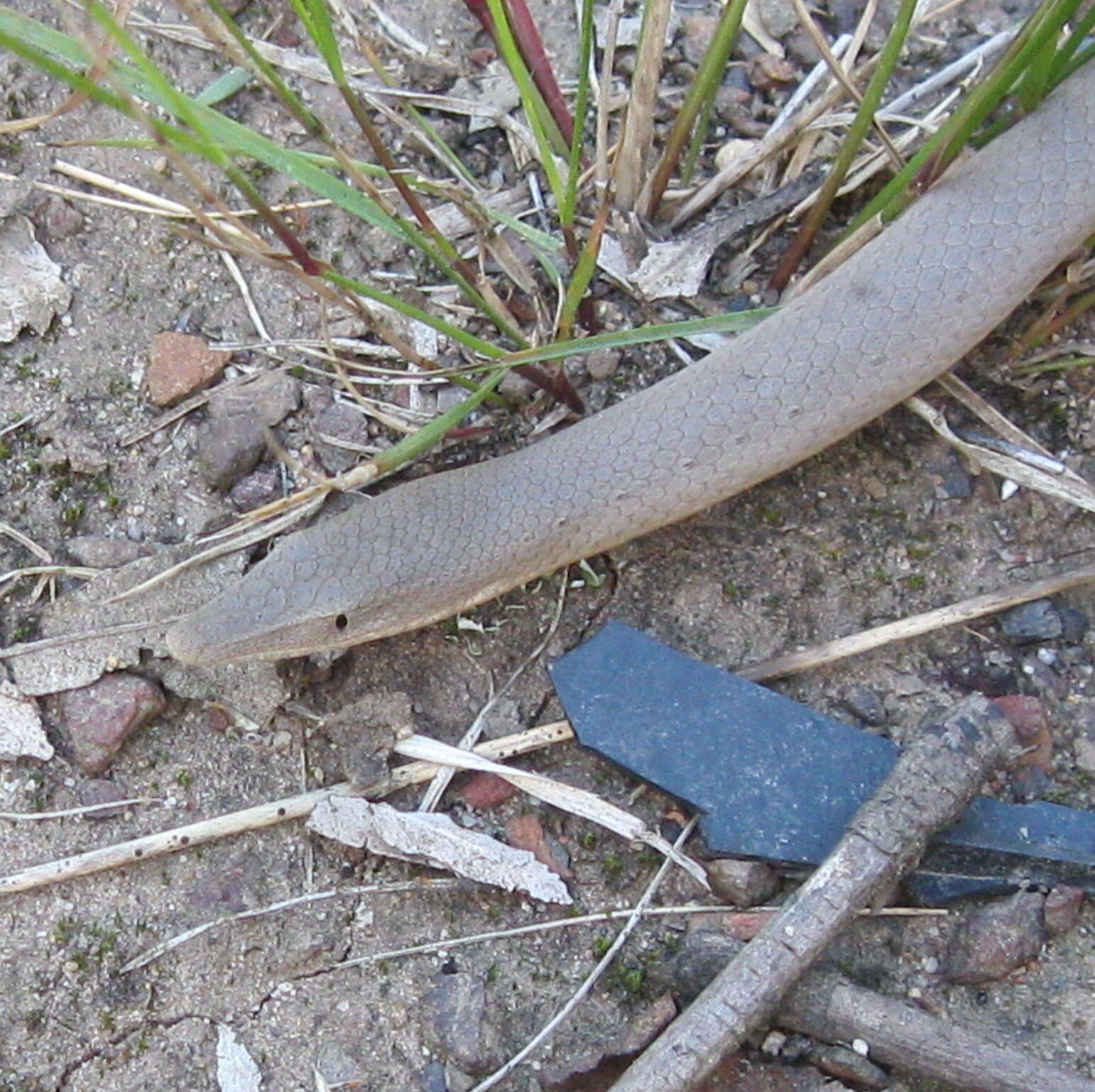 Image of Burton's Legless Lizard