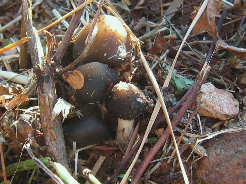 Psilocybe weilii Guzmán, Stamets & F. Tapia 1997的圖片