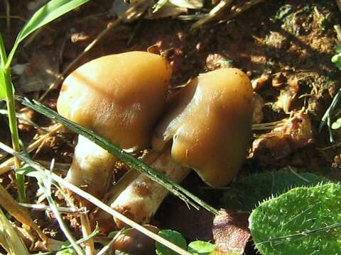 Image of Psilocybe weilii Guzmán, Stamets & F. Tapia 1997