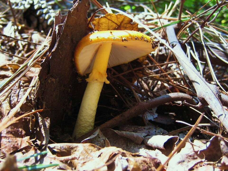 Image of Amanita flavoconia G. F. Atk. 1902