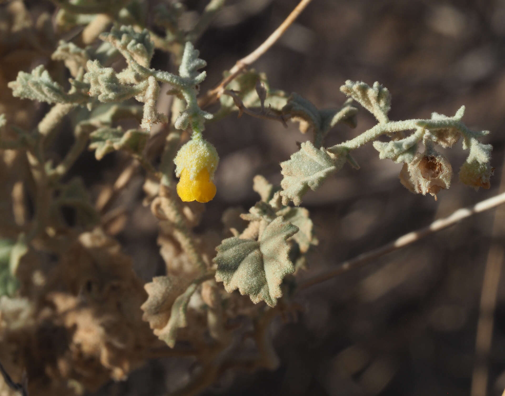 Image of Hermannia minutiflora Engl.