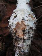 Image of Coker's amanita