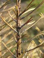 Image of Scleroderris canker