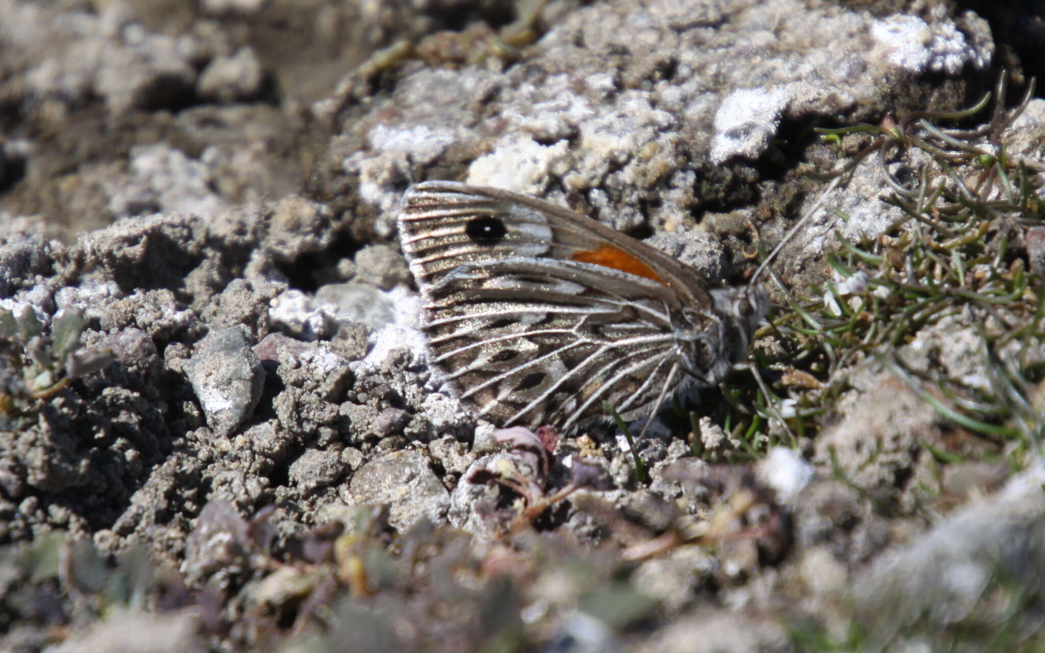 Imagem de Argyrophorus