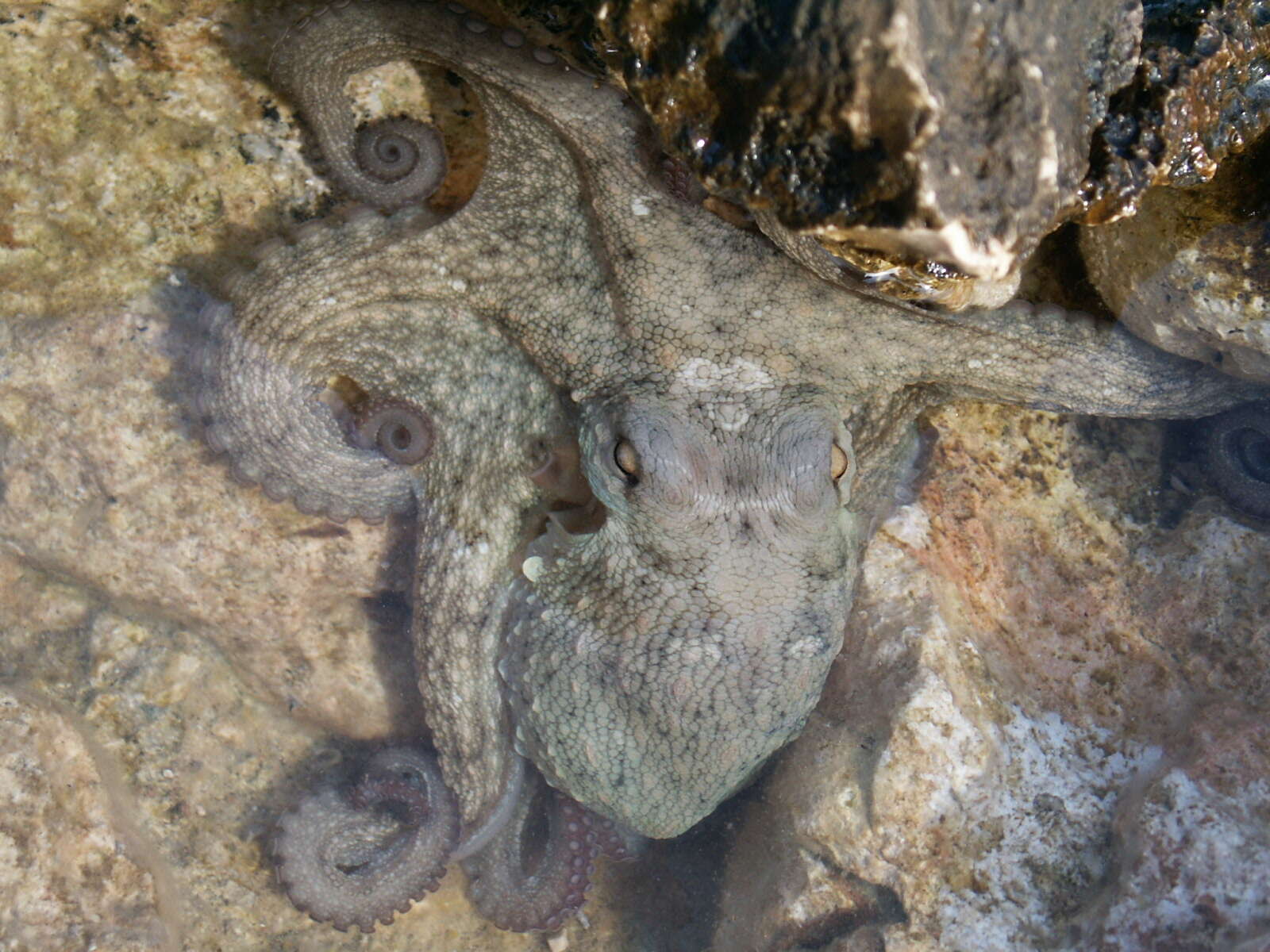 Image of Common octopus