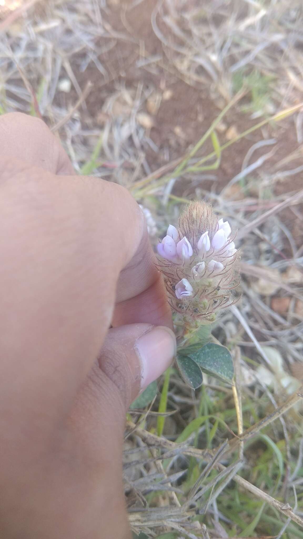 Imagem de Uraria lagopodioides DC.