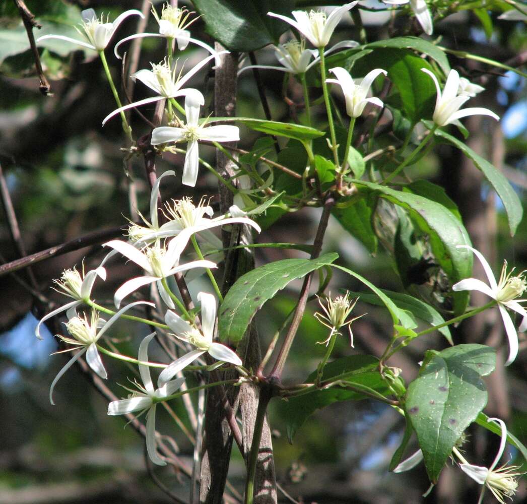 Imagem de <i>Clematis aristata</i>