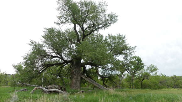 Image of plains cottonwood