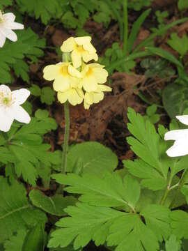 Image of oxlip