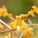 Слика од Dendrobium discolor Lindl.