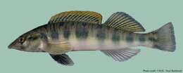 Image of Blotchside Logperch