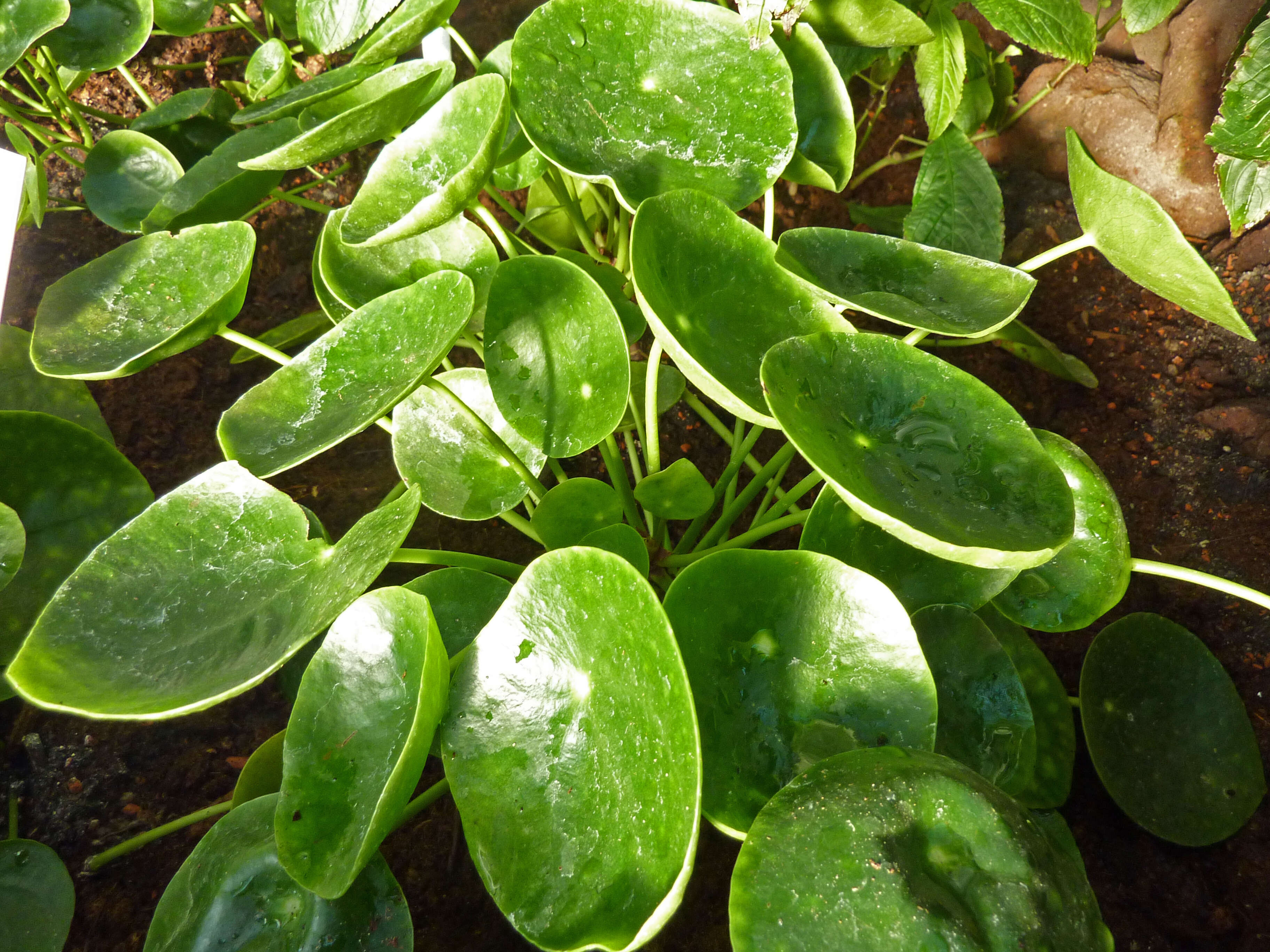 Image of Chinese money plant