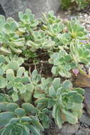 Image of Aeonium castello-paivae C. Bolle