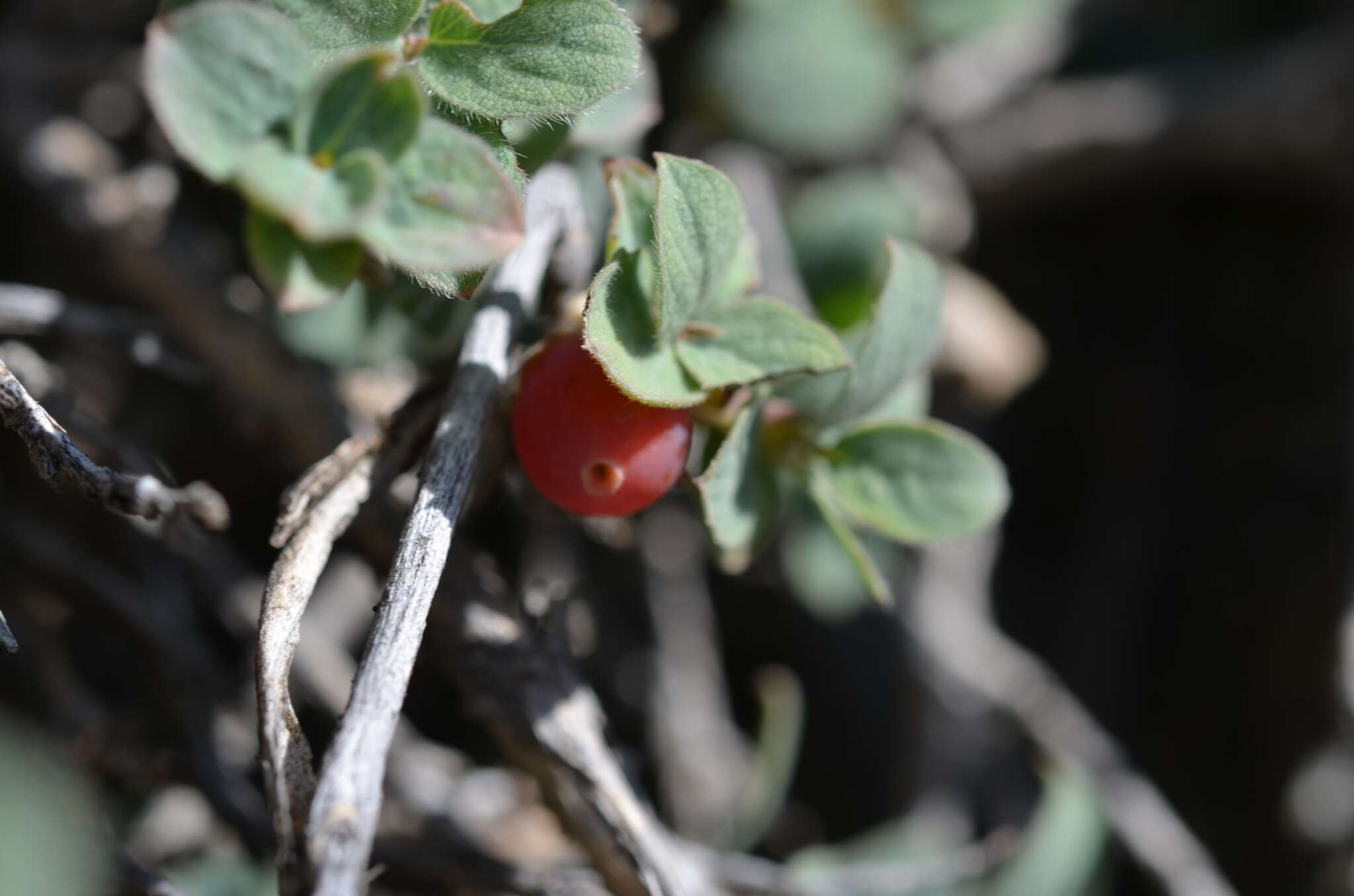 Image of Lonicera humilis Kar. & Kir.