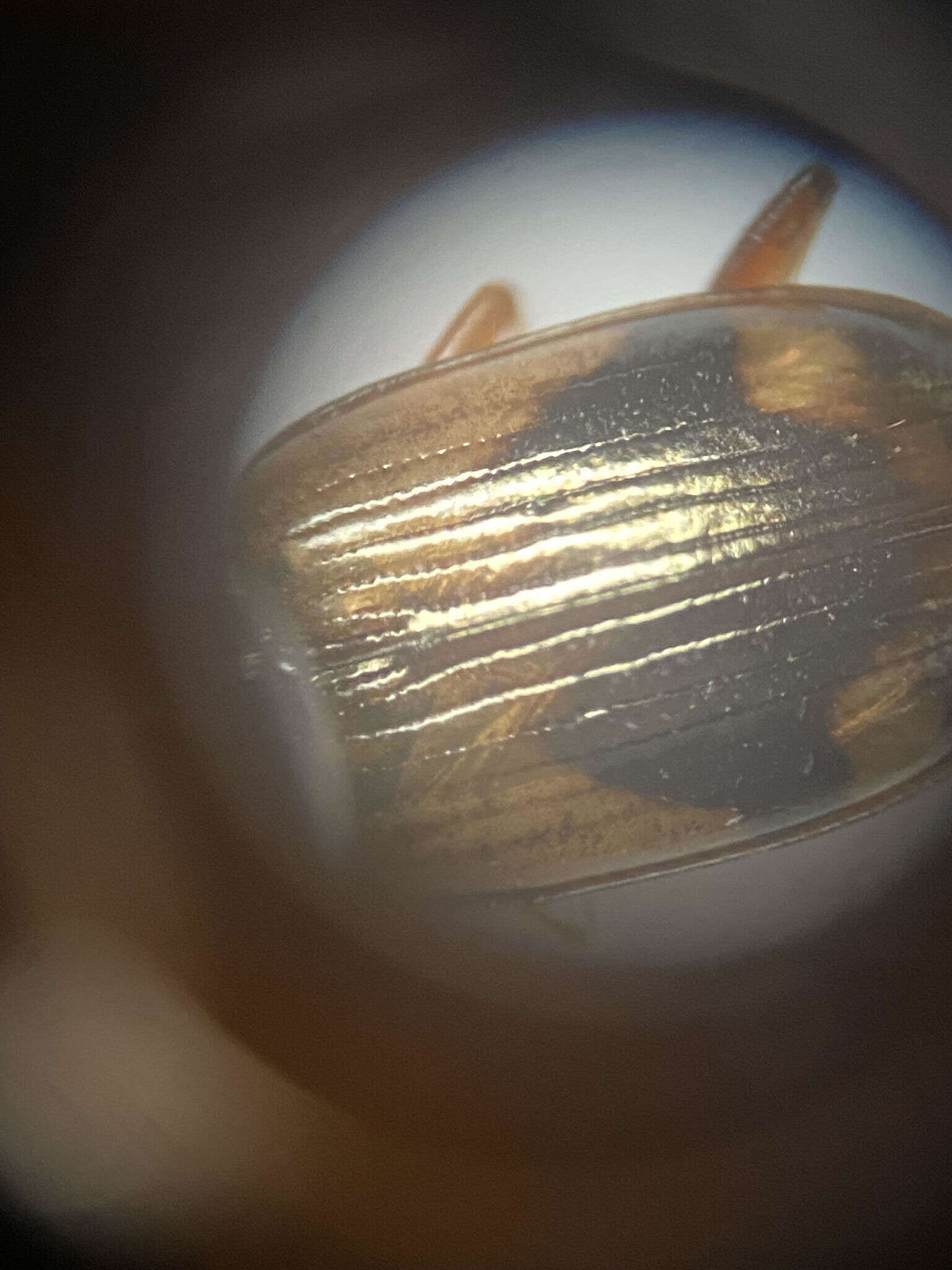 Image of Bembidion corgenoma Maddison 2020