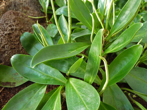 Peperomia obtusifolia (L.) A. Dietr. resmi