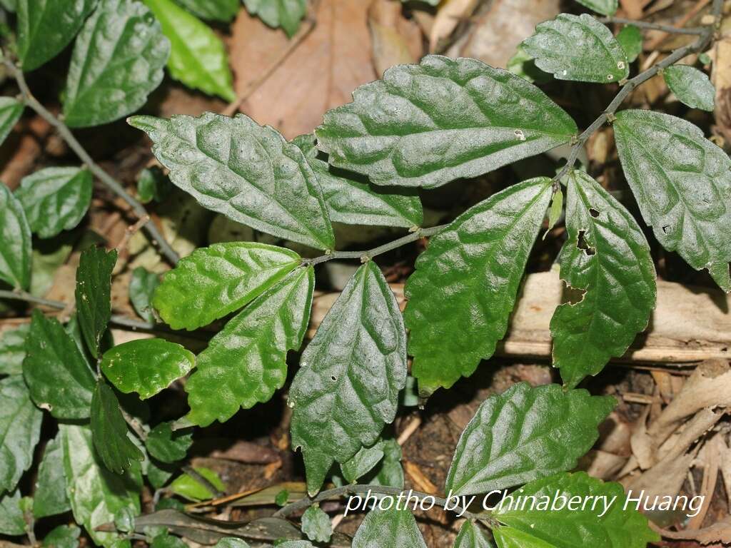 Image of Pellionia scabra Benth.