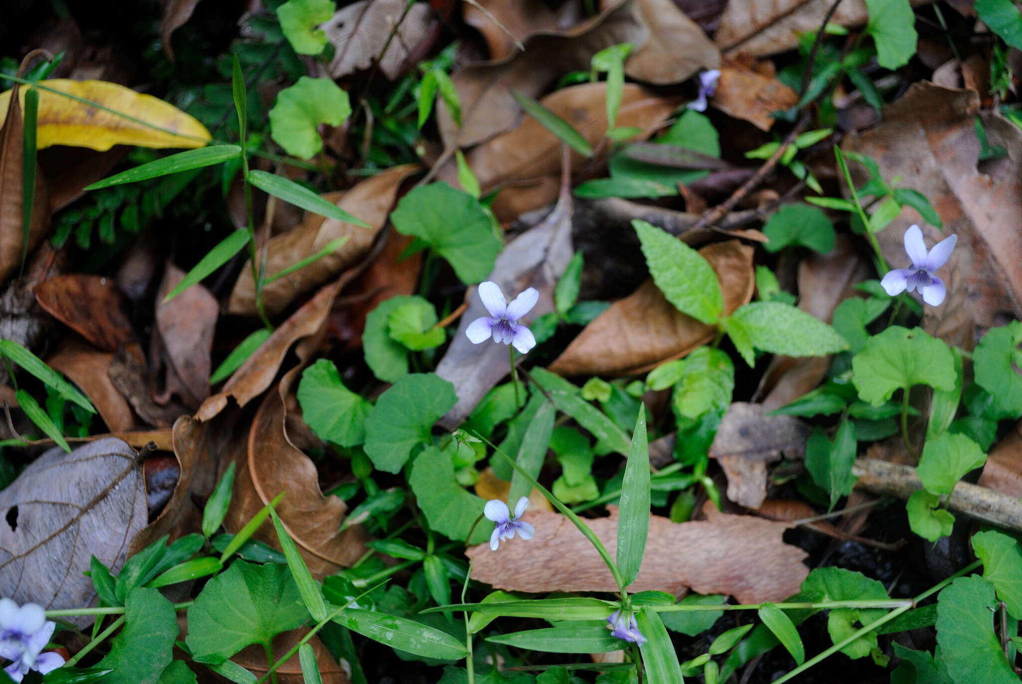 Image of Viola perreniformis (L. G. Adams) R. J. Little & Leiper