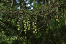 Image of Chiloschista segawae (Masam.) Masam. & Fukuy.