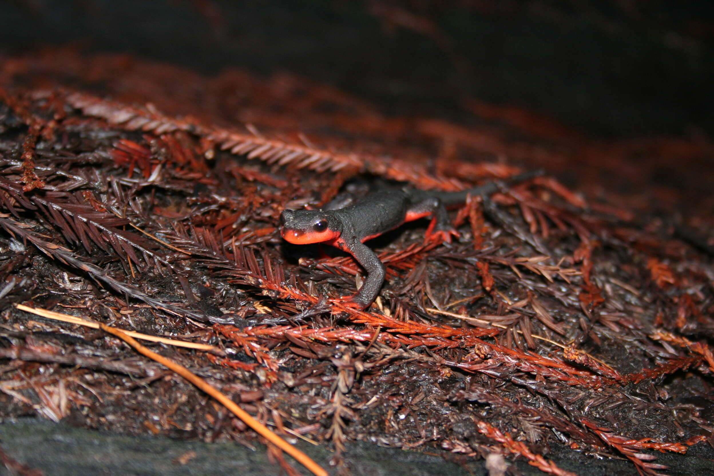 Image of Redbelly Newt