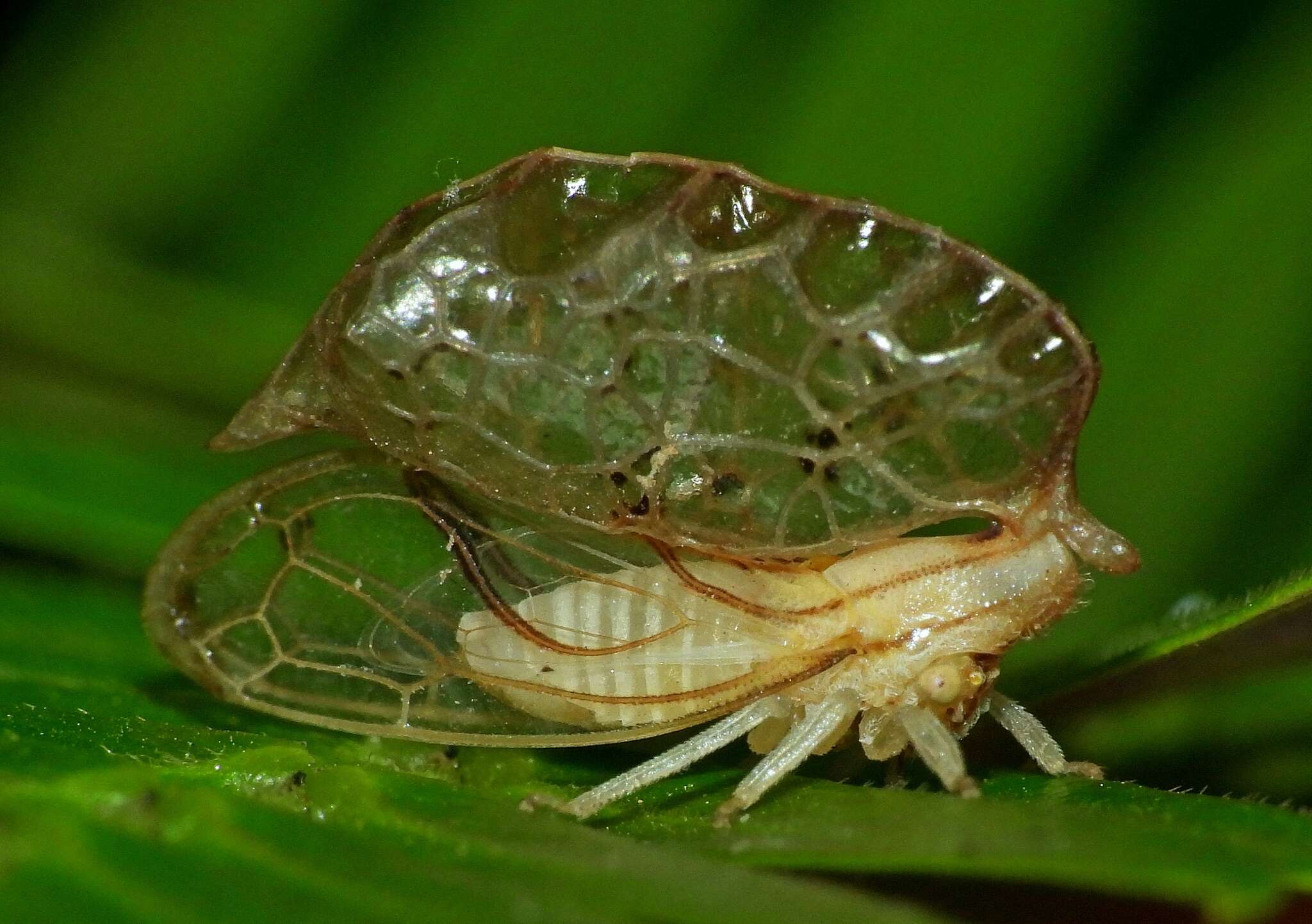 Image of Oeda (Oedacanthus) informis Westwood