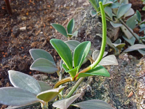 Image of peperomia