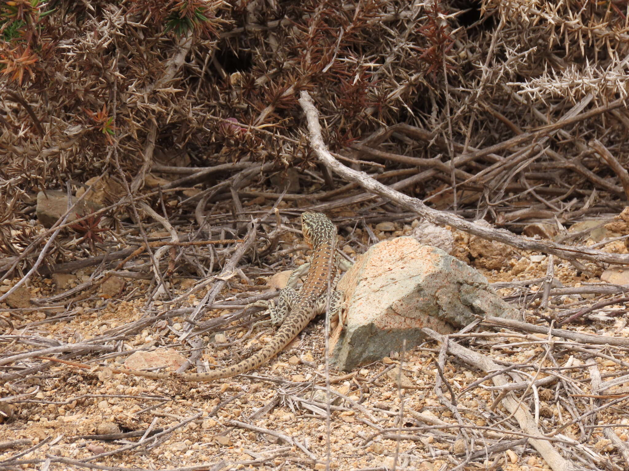 Callopistes maculatus Gravenhorst 1838 resmi