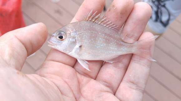 Image of Genuine Porgy