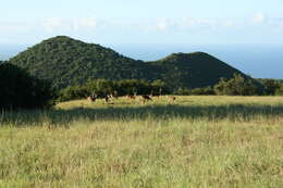 Image of Javan Deer