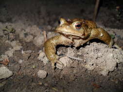 Image of Common Toad