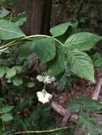 Imagem de Staphylea pinnata L.