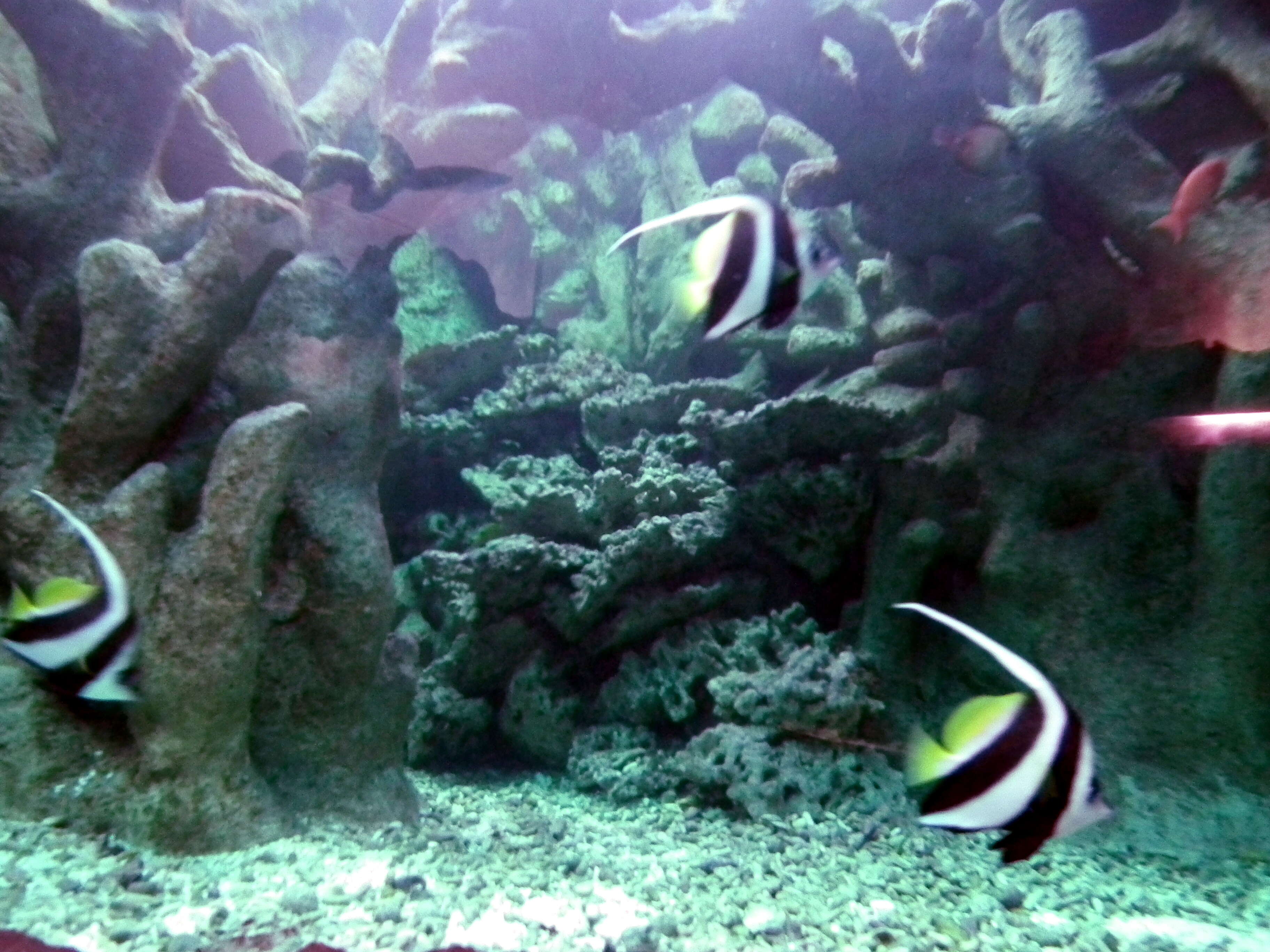 Image of Bannerfish