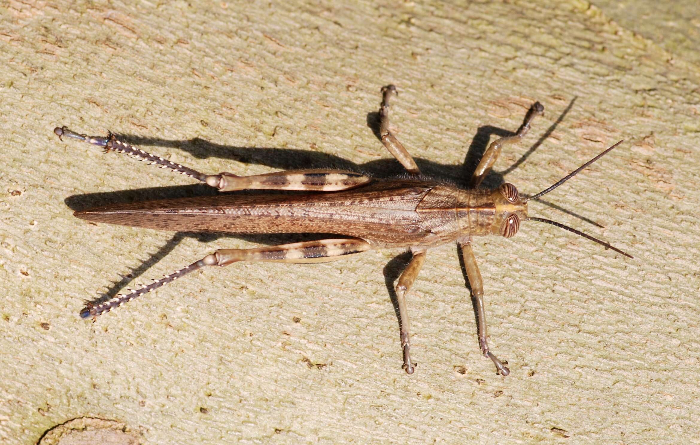 Image of egyptian grasshopper, tree locust