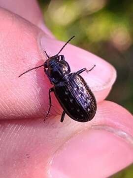 صورة Blethisa multipunctata (Linnaeus 1758)