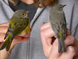 Image of Virginia's Warbler