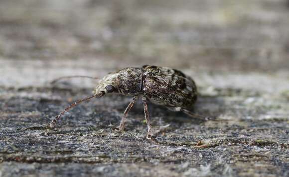 Cacephatus resmi