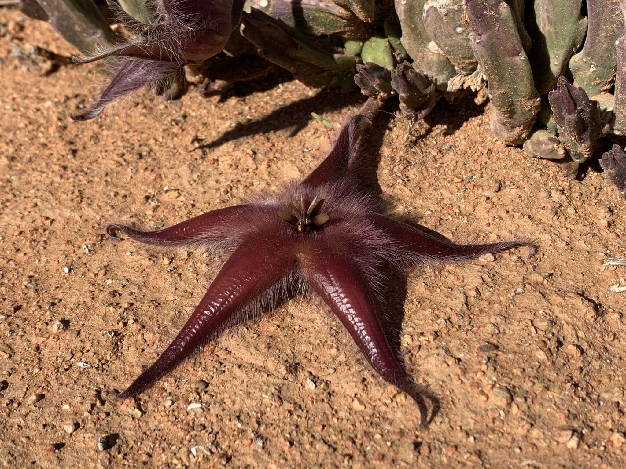 Image of Ceropegia pulvinata var. gariepensis (Pillans) Bruyns