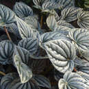 Image of Peperomia griseoargentea Yunck.