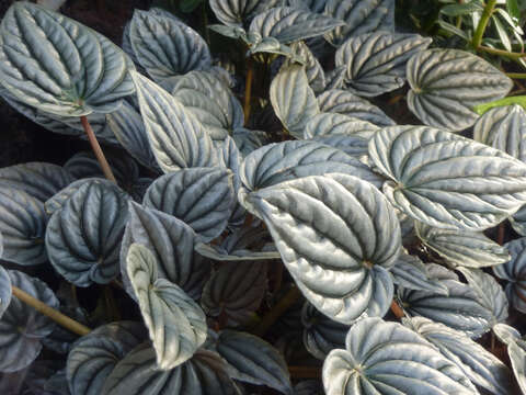 Image of Peperomia griseoargentea Yunck.