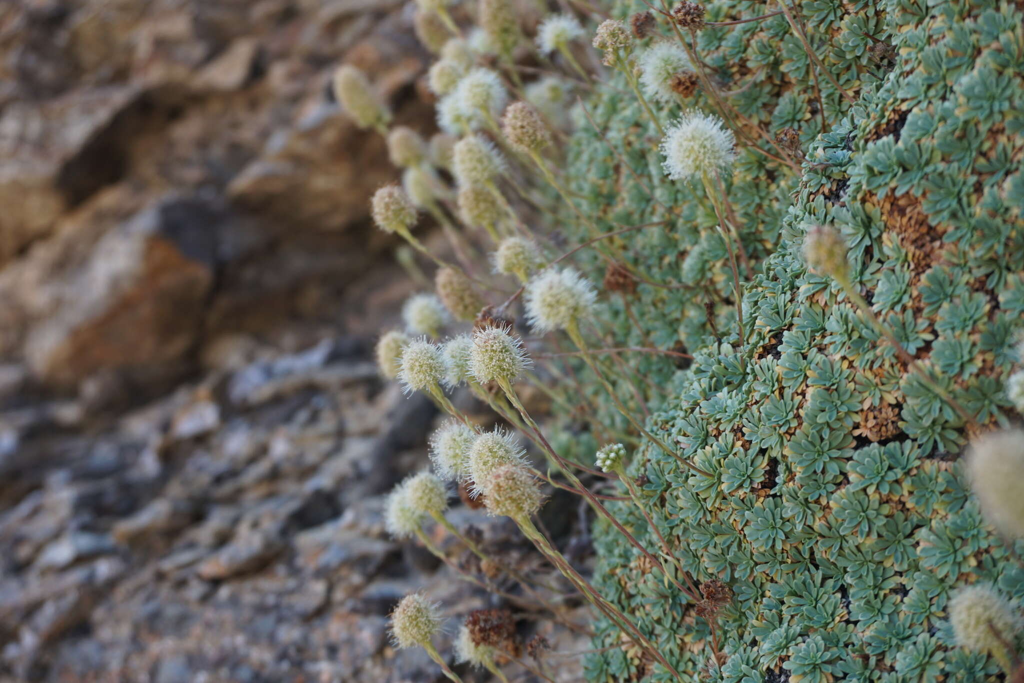 Image of Petrophytum caespitosum subsp. caespitosum