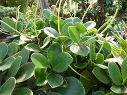 Image of spoonleaf peperomia